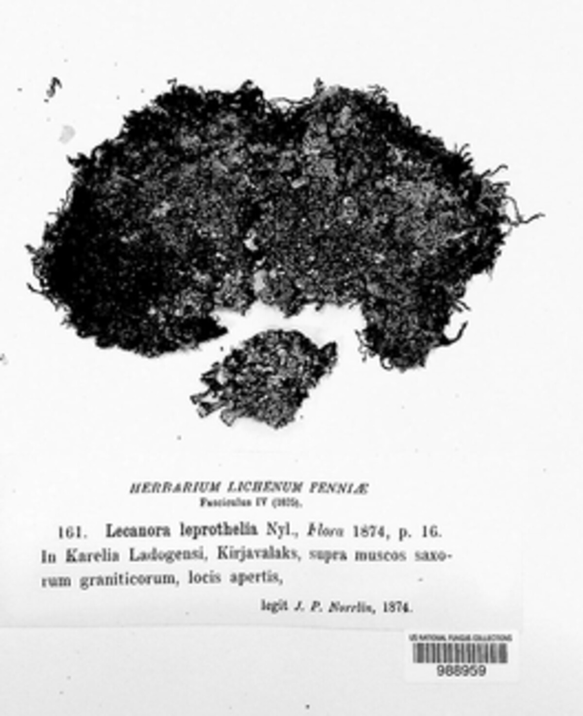 Sporastatiaceae image